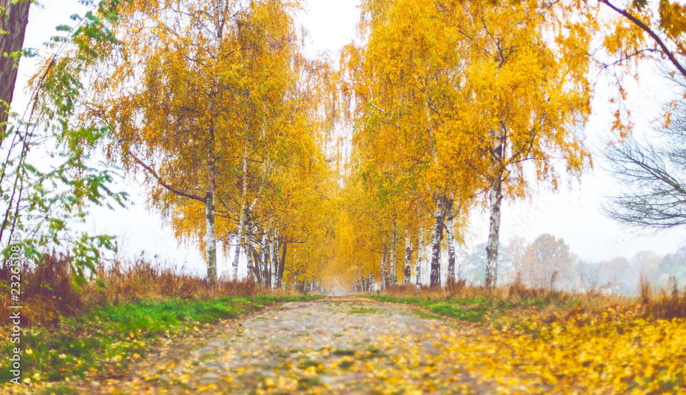 Fototapeta premium Alley of yellow leaf birch trees in autumn
