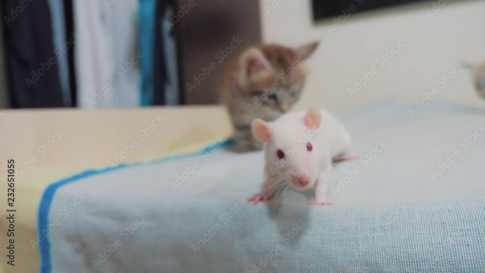 little black striped two kittens playing hunts a rat mouse. funny rare