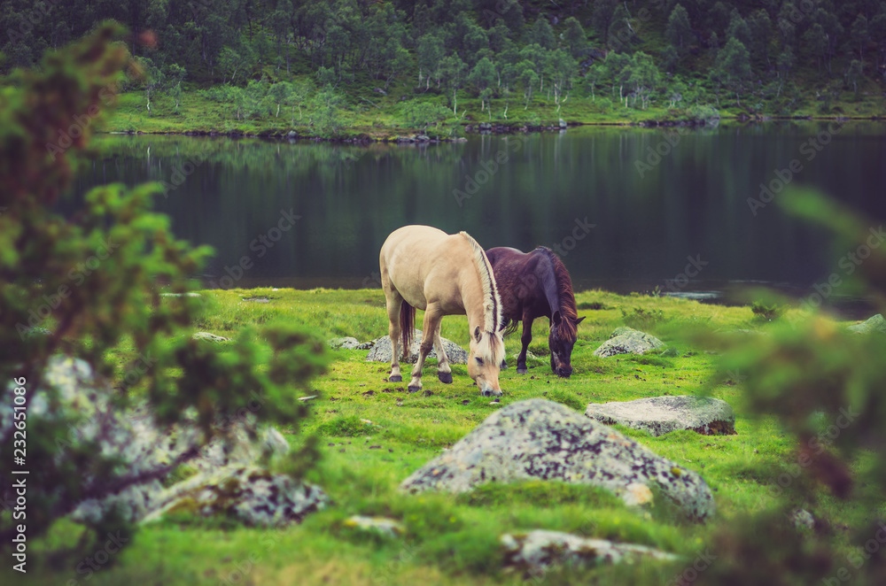 Fototapeta premium Norwegen