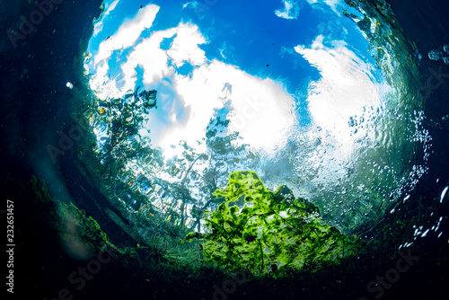 underwater gardens and water plants in cenotes cave diving in Mexico photo