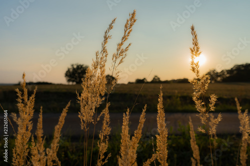 Weizen in der Sonne