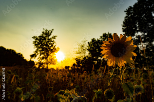 Sonnenblume im Abendrot