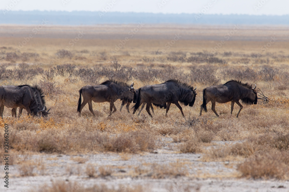 Gnus Gnus