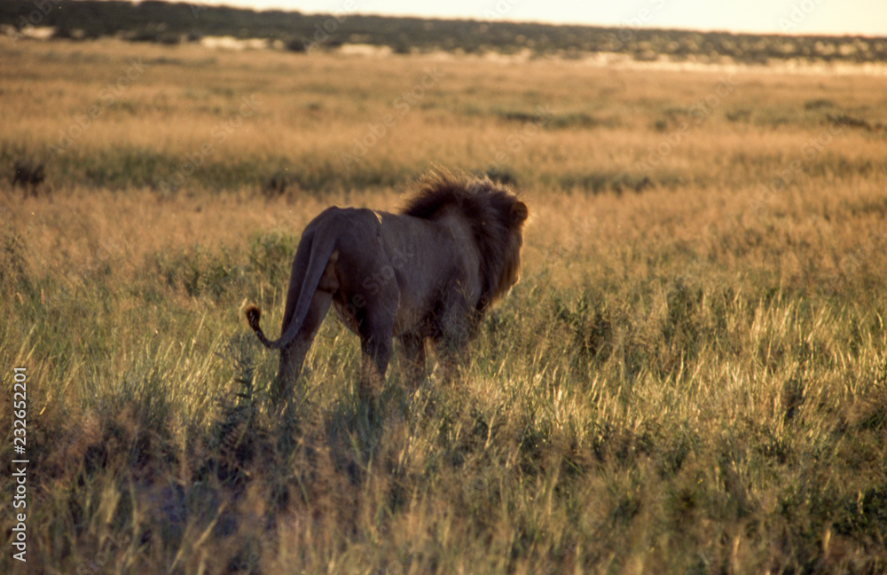 Fototapeta premium Lion (Panthera leo), Central Kalahari Game Reserve, Ghanzi, Botswana, Africa