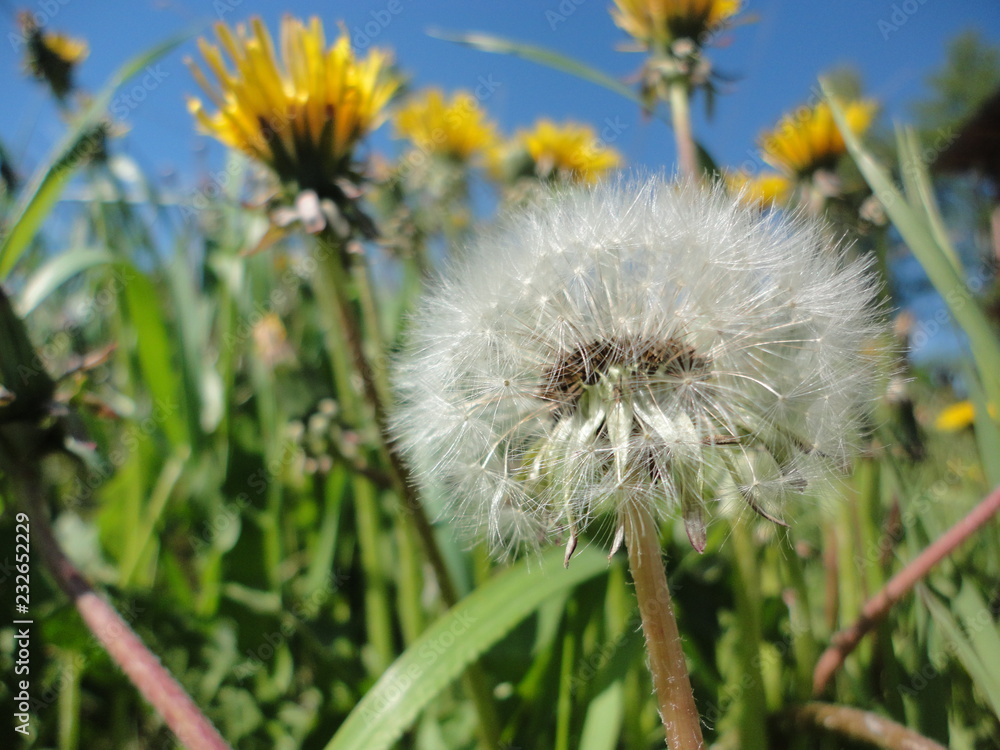 Naklejka premium Flowers