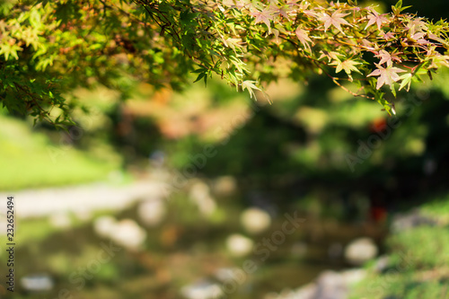 A branch with green and yellow maple leaves in Japanese garden (Koishikawa Korakuen, Tokyo, Japan)