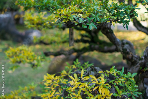 Japanese traditional trees in Japanese garden while the leaves turn red with yellow and green leaves background (Koishikawa Korakuen, Tokyo, Japan)