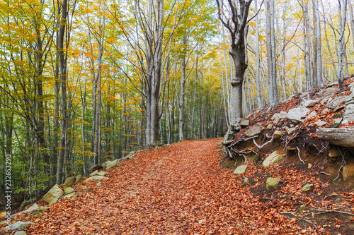 Autumn Beech Forest in the Montseny Natural Park, Catalonia photo