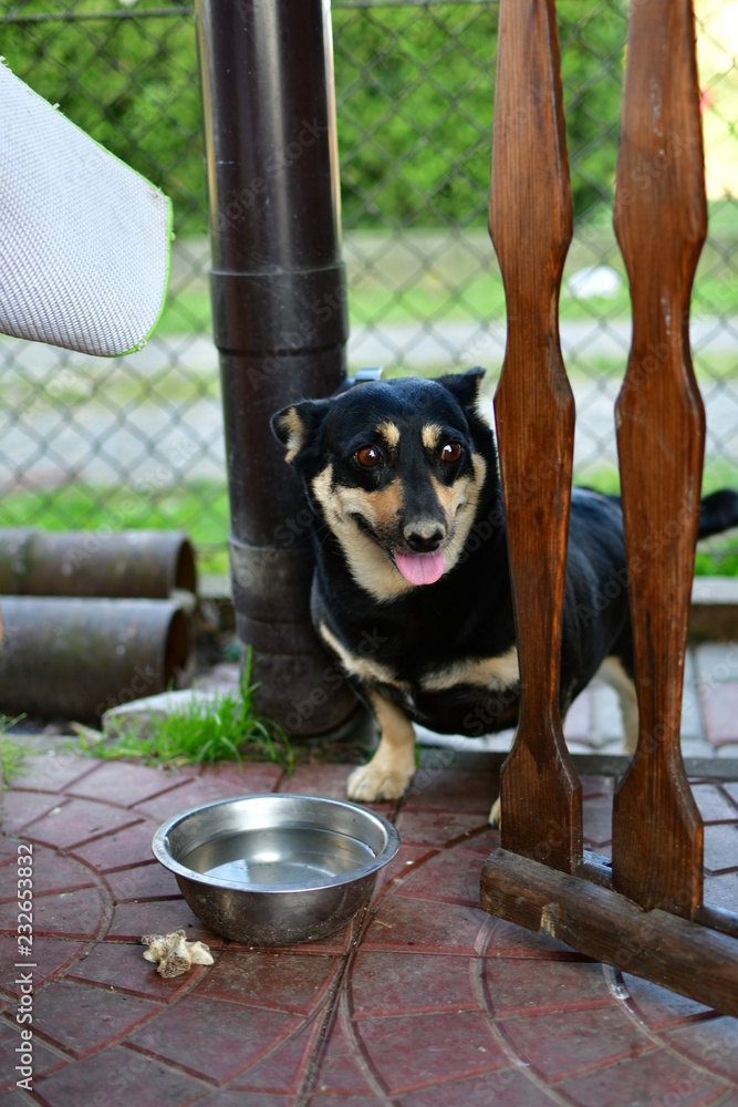 Pies (dog)