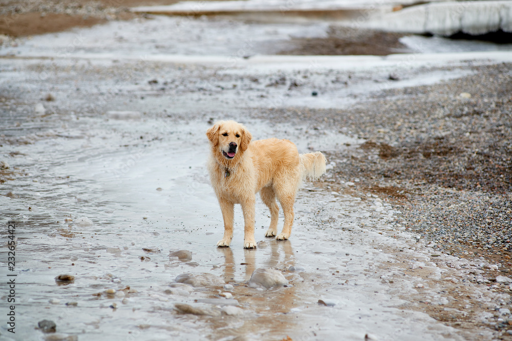 Dog on the Beach in Winter