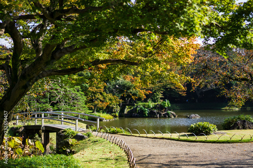 The leaves turn red with yellow and green leaves background in Japanese garden (Koishikawa Korakuen, Tokyo, Japan)