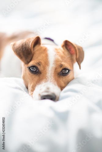Patterdale terrier Jack Russell Puppy Dog © Dan
