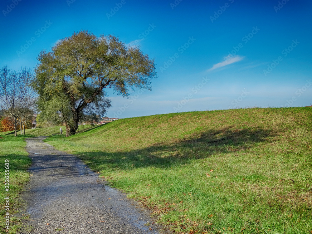 Trees Group at Park of Ciboure in the Pyrenees-Atlantiques South France