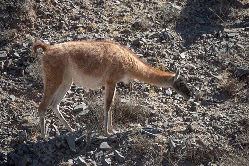 Guanaco photo