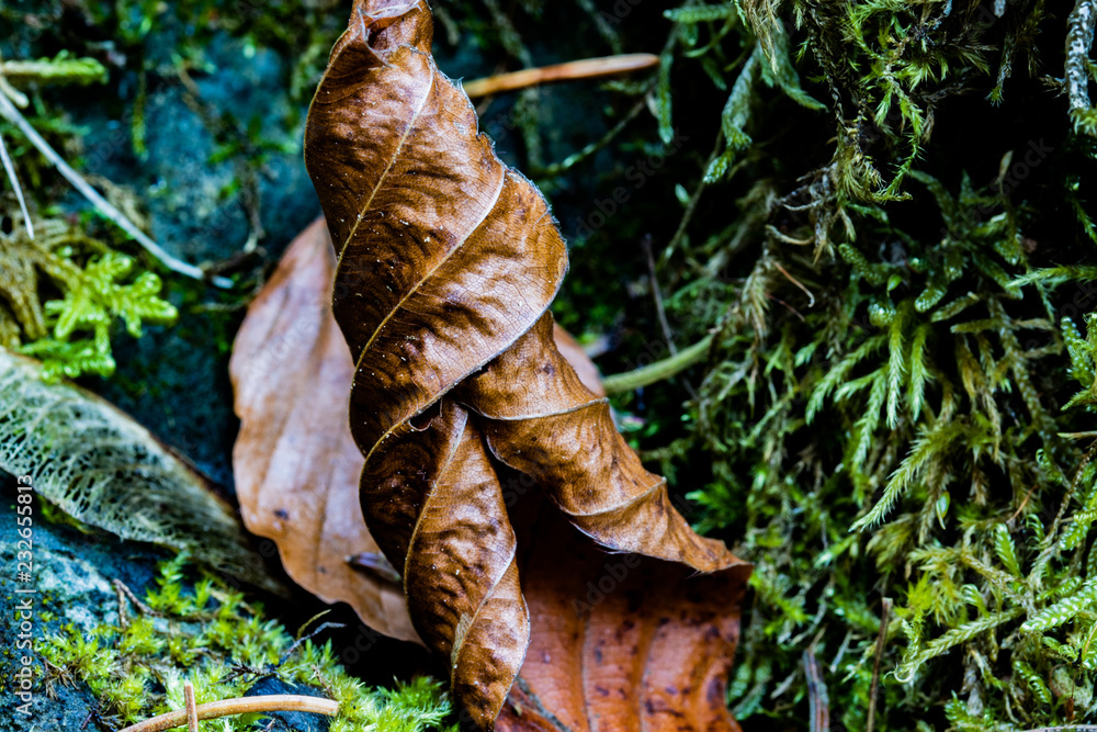 A leave on the ground in autumn A leave on the ground in autumn