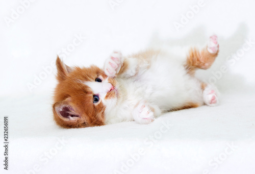 ginger kitten gives paw © Happy monkey