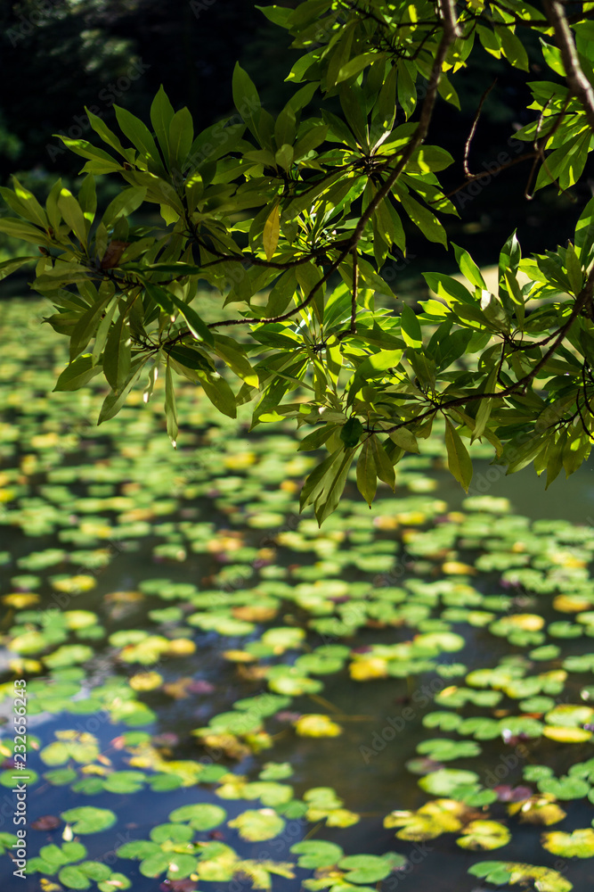 Lotus pond in Japanese garden with trees and a branch with green Leaves (Koishikawa Korakuen, Tokyo, Japan) Lotus pond in Japanese garden with trees and a branch with green Leaves (Koishikawa Korakuen, Tokyo, Japan)