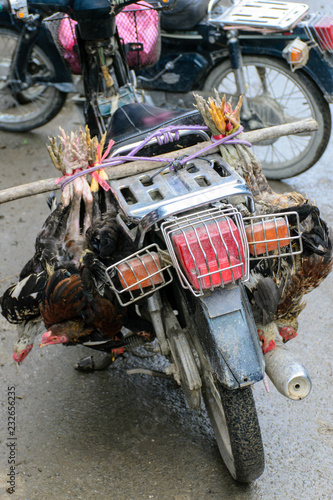Fototapeta Naklejka Na Ścianę i Meble -  Market live chicken on motorcycle Kalemyo Myanmar