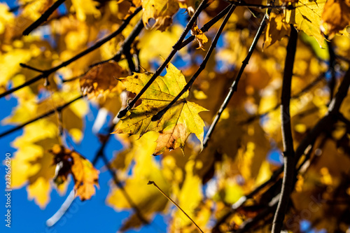 Yellow Leaves on a autumn day