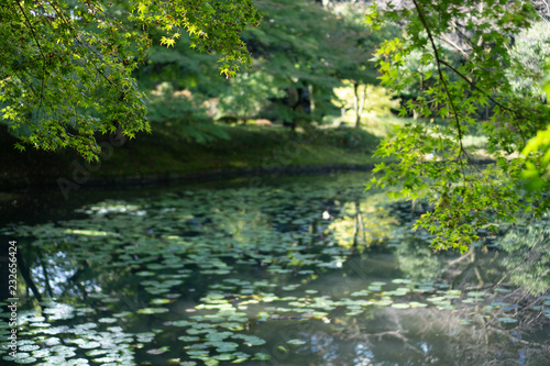 Lotus pond in Japanese garden with trees and a branch with green Leaves  Koishikawa Korakuen  Tokyo  Japan 