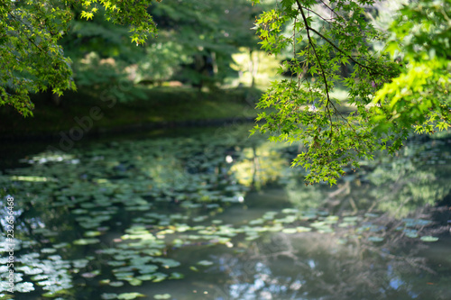 Lotus pond in Japanese garden with trees and a branch with green Leaves (Koishikawa Korakuen, Tokyo, Japan)