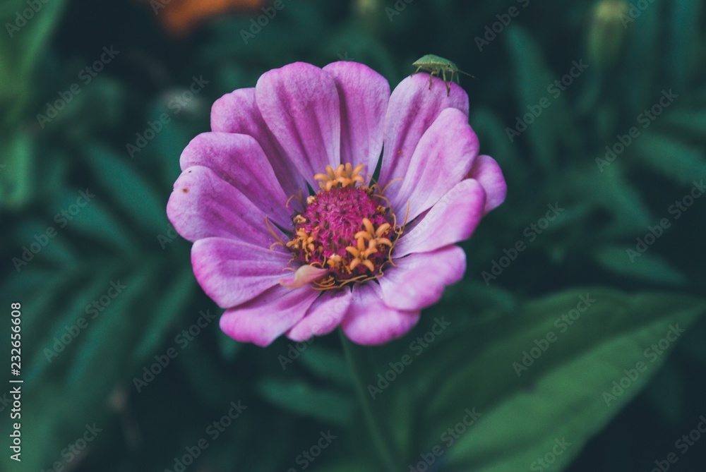 Obraz premium SONY DSC