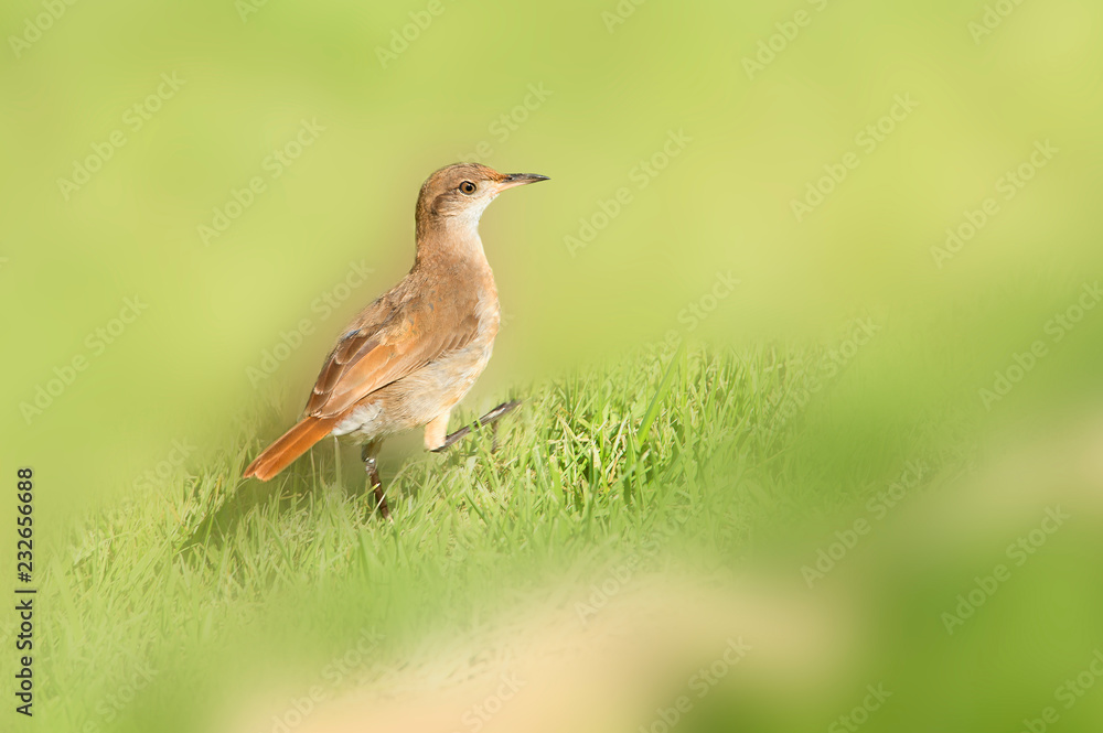 Fototapeta premium Oven bird perched on the grass