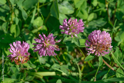 Clover purple flowers are on green background in bright sunlight.