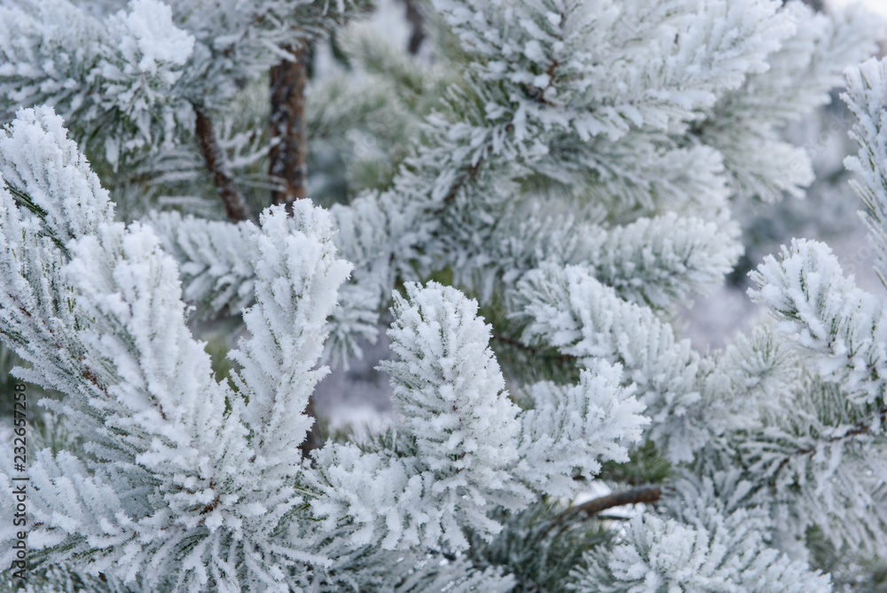Crystals of frost on pine branches on a frosty winter day