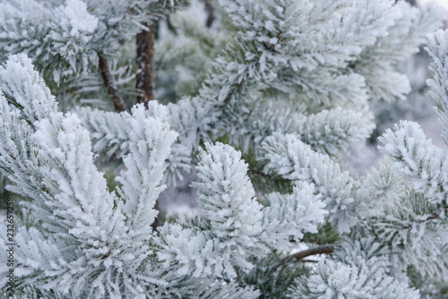 Crystals of frost on pine branches on a frosty winter day © river34