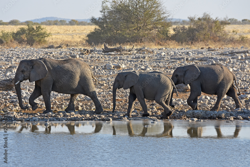 Obraz premium Elefanten (loxodonta africana) am Wasserloch Okaukuejo im Etosha Nationalpark in Namibia