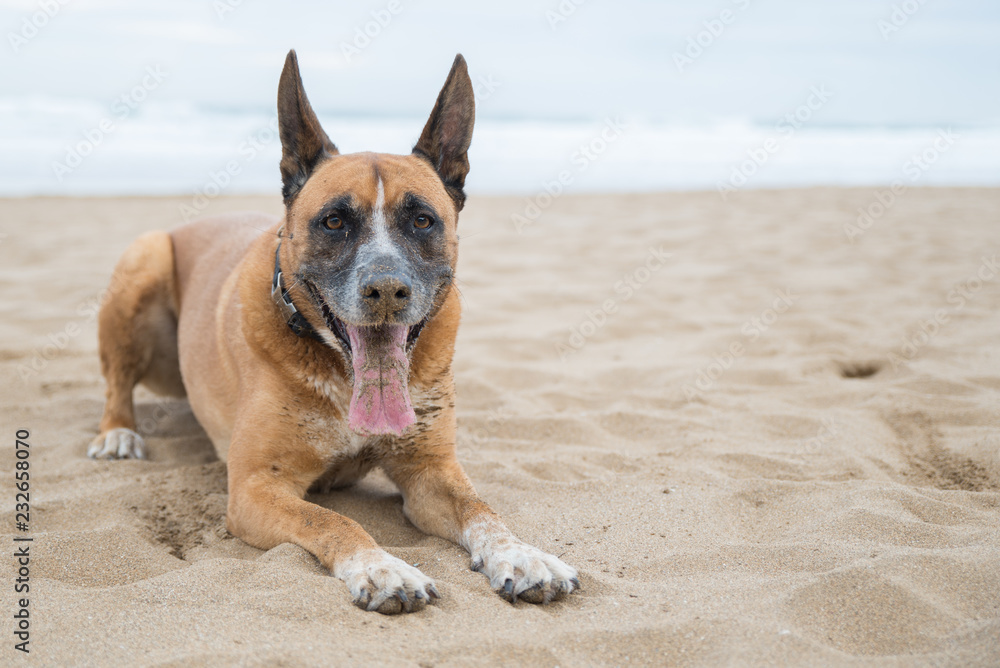 Perro mezcla de pastor aleman y boxer tumbado en la playa Stock Photo |  Adobe Stock