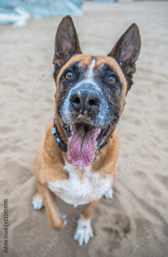 Fototapeta Naklejka Na Ścianę i Meble -  Retrato primer plano de perro mezcla de pastor aleman y boxer con la lengua humeda y sucia de arena en la playa