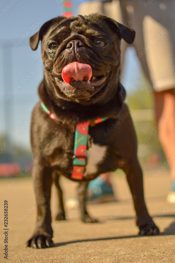 Pug and people