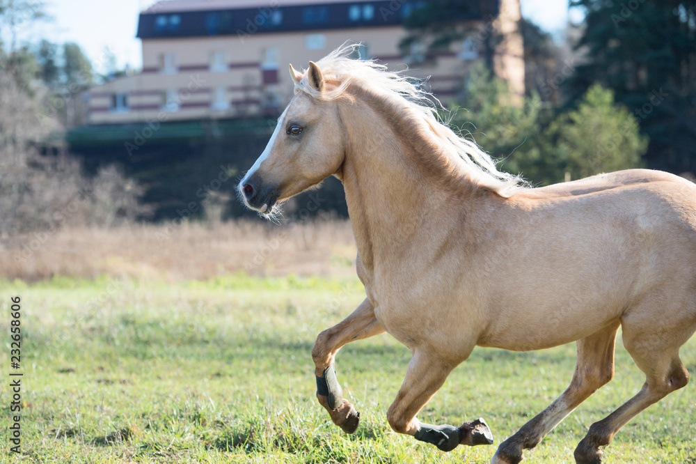 Fototapeta premium running palomino welsh pony with long mane posing at freedom