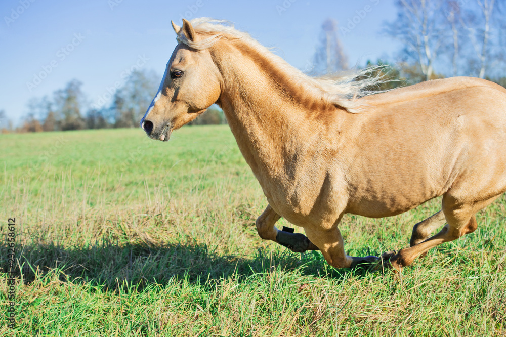 Fototapeta premium running palomino welsh pony with long mane posing at freedom