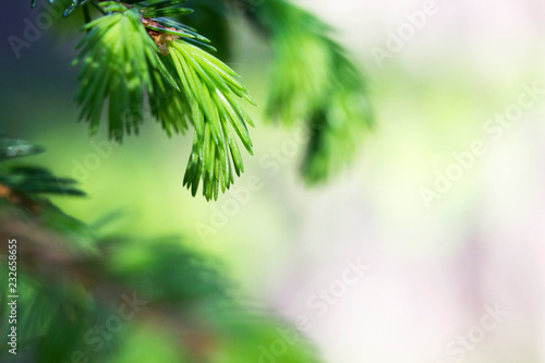 Spruce branches  selective focus