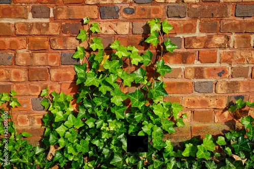 Brick wall covered with green ivy