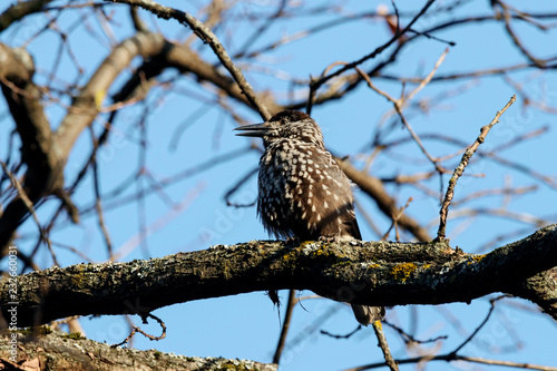 Spotted nutcracker sitting on branch of tree. Northern beautiful crow. Bird in wildlife.