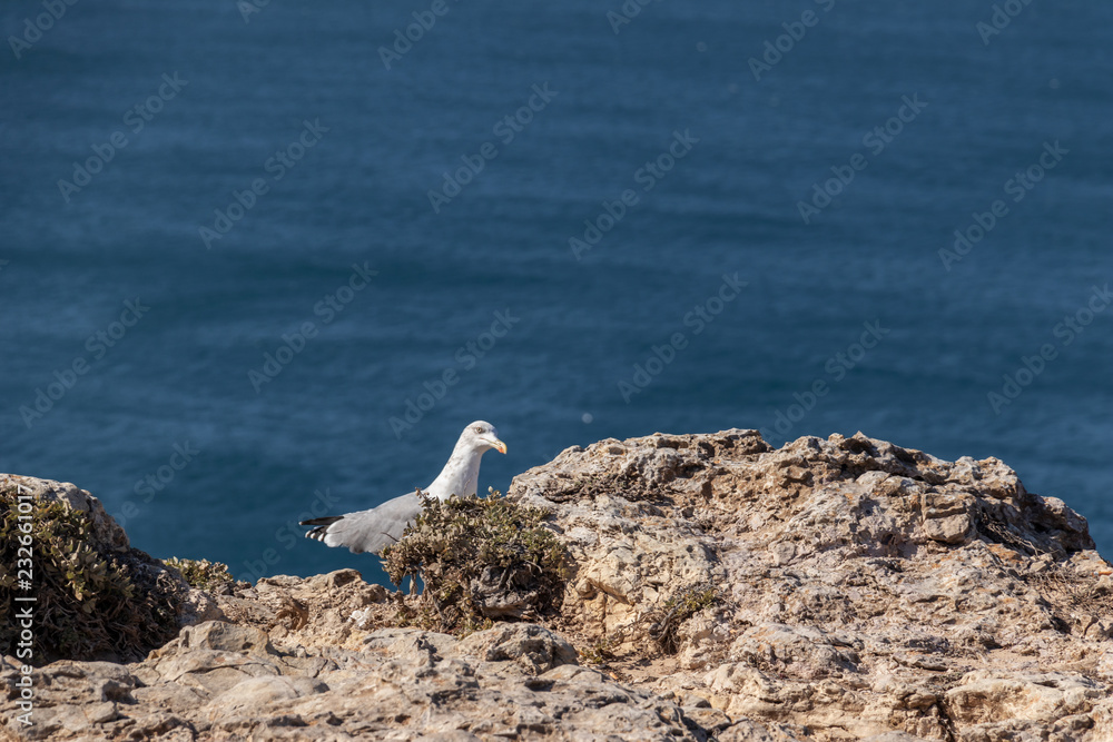 Möve in Cabo de São Vicente Möve in Cabo de São Vicente