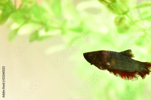 Obraz na płótnie Ryba bojownik (betta imbellis) w salonie