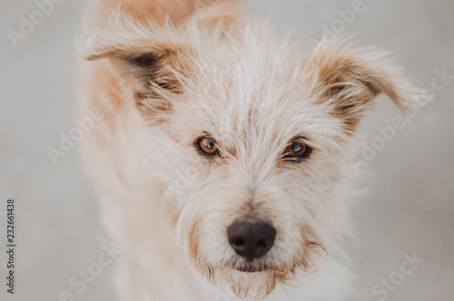 Close up portrait of a light blonde shaggy dog