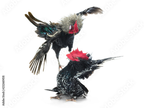 Bild auf Leinwand cockfight isolated on white