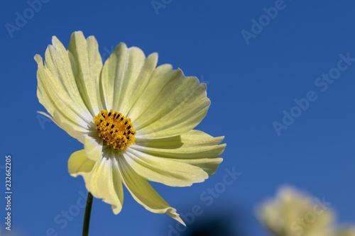 Lemon yellow cosmos, taken in Ibaraki prefecture, Japan