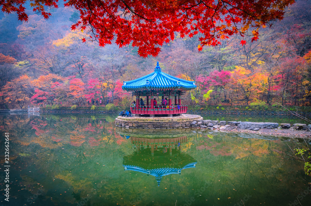 maples leaves in autumn at naejangsan mountain South Korea