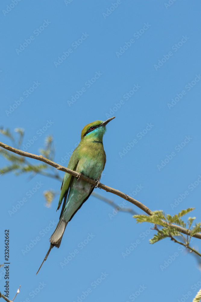 Fototapeta premium Green Bee Eater