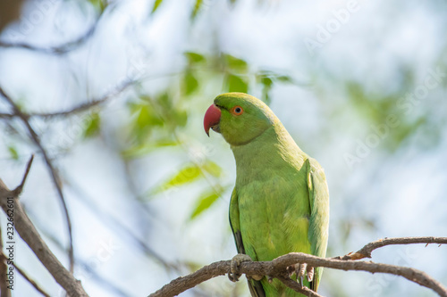 Parrot sitting on a branch