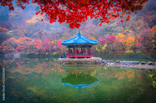 maples leaves in autumn at naejangsan mountain South Korea