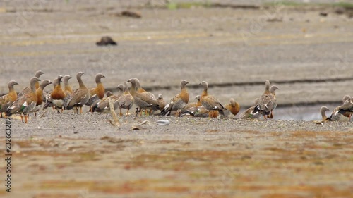 flock of Caiquenes, anseriformes birds of the Anatidae family that includes five endemic species of the South American continent photo