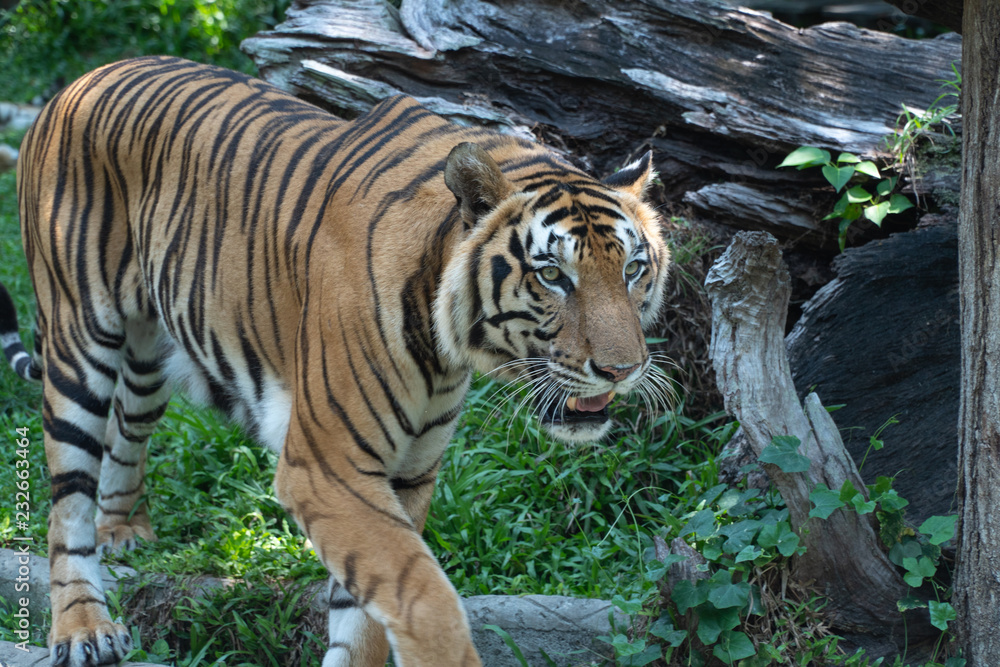 Naklejka premium Portrait of a face and head tiger in the wild, Bengal (Indian) tiger jungle animals